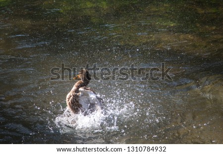 A duck splashing in a lake