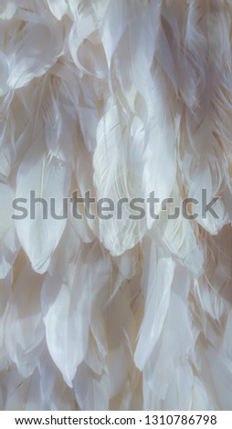 white feather pattern texture background .