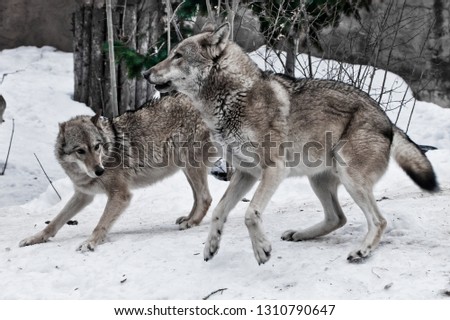 The wolves are male and female during the rut (mating games), the wolf cares for the she-wolf, the predatory animals play and jump, the winter is a snowy background.