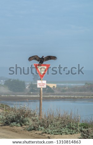 Turkey Vulture Buzzard Condor ready to take flight. Sitting on a Street Yield Sign. California Pacific Ocean