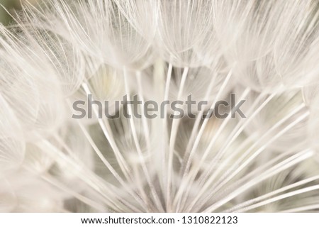 Dandelion seeds closeup, elegant and graceful spring floral pattern.