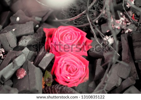 Rose on charcoal