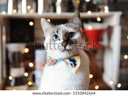Beautiful portrait of white blue-eyed fluffy cat wearing bowtie. Background of blurred magic lights. Christmas mood