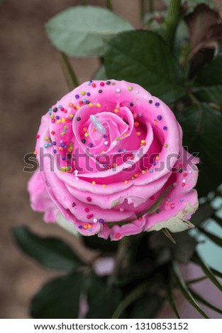 Close up of pink rose flower with colorful decorations