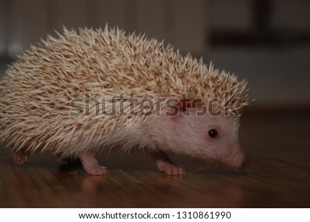 
Hedgehog on the floor