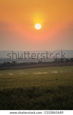 Sunset image in a beautiful wheat field in the city of Chinhoyi, Zimbabwe