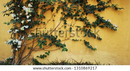 Shot of a beautiful ivy plants clawing along the wall spread its vines. Backgrounds/textures.