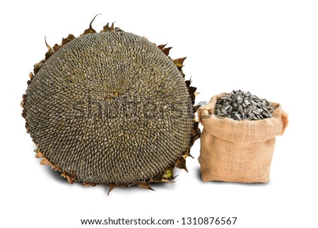 Dry sun flower isolate on white background with clipping path.  