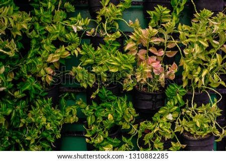 Green wall or living wall with unique hanging foliage.