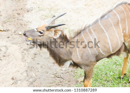The antelope on walk peacefully nibbles a grass