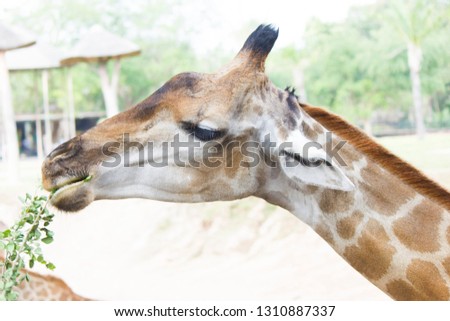 The giraffe eats leaves and in general that got