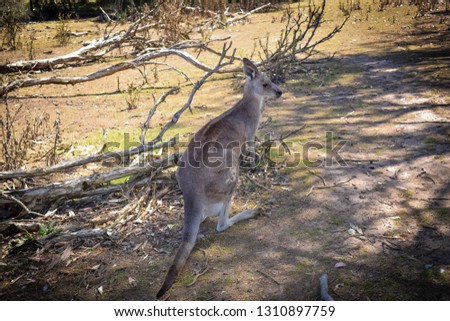 Small beautiful kangaroo 