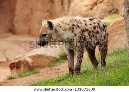 picture of and african spotted hyena