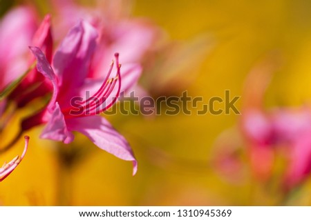 closeup yellow flower. floral spring background. picture with soft focus