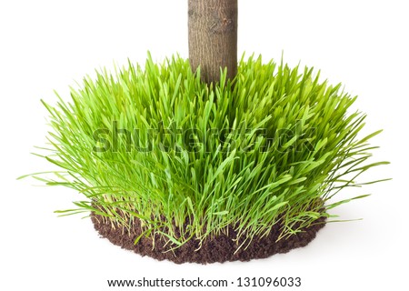Tussock grass with a tree trunk. Isolated on a white. Royalty-Free Stock Photo #131096033