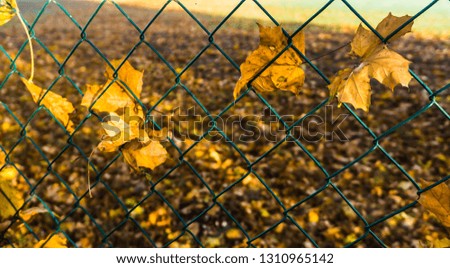 autumn foliage in fence