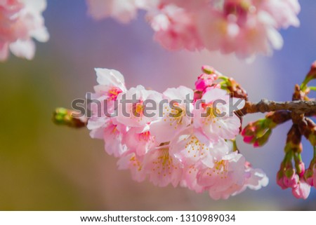 sakura flower  japan