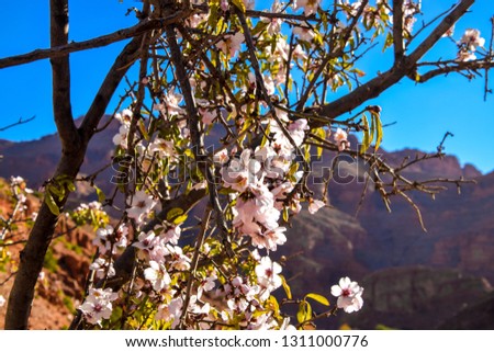 Spring in Morocco - almond tree blossom in the famous Ait Mansour Gorge near Tafraoute