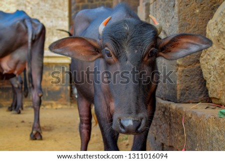 Picture of young Indian buffalo roaming for the food in his free time
