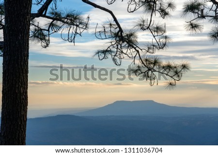 silhouette of the pine at sunset on a high mountain