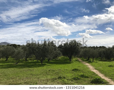Photo of olive tree forest with beautiful clouds, green grass and deep blue sky