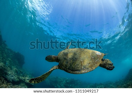 turtle swimming on a coral reef in hawaii