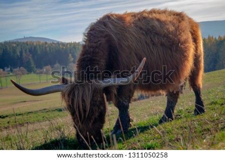 Highland-Cattle eating grass