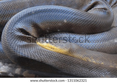 Close up of large coiled up snake.