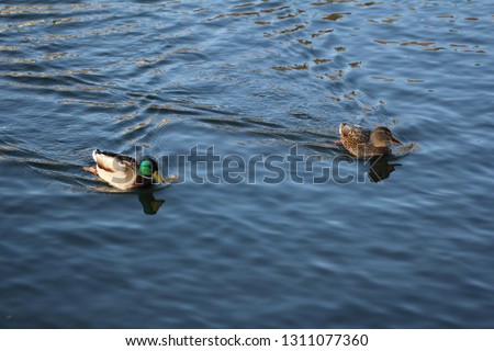 Peaceful fluffy duck sunbathing swimming in the green blue lake at national park, animal wildlife backgrounds, commercial advertisement