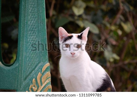 Close up of white cat and looking at camera - Thai cat
