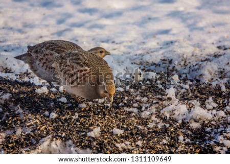 partridges eat seeds in the snow