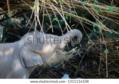 The baby elephant is using the turkey to pick the bamboo leaves in the mouth with hunger.