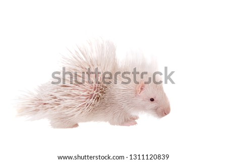 Albino Indian crested Porcupine baby on white