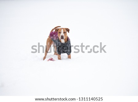 Young Dog Playing in Fresh Snow Wearing Insulated Jacket