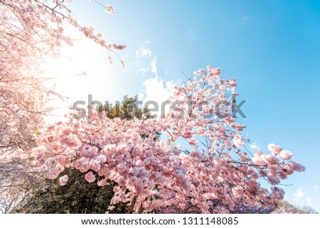 Low angle view of pink cherry blossom sakura tree sunburst sun through branch in spring in Washington DC during festival
