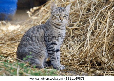Tabby cat sitting in front of straw and looking in the distance