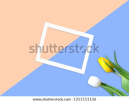 White layout with tulips lay on old rose and blue pastel background.Photo frame on coloreful background.