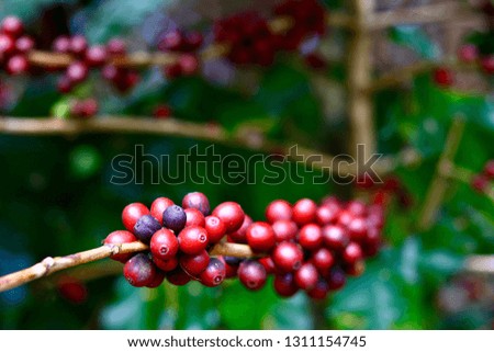 Red Coffee beans on a branch at coffee plantation on blurred background