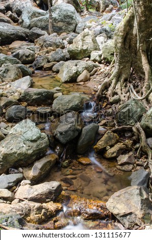 Mountain stream flowing and Tree roots