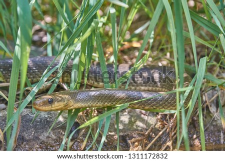 nontoxic grass snake in the grass