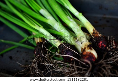 Closeup Focused View of Farm Harvesting vegetables. Farmers products. Freshly harvested organic onion. Organic gardening. 