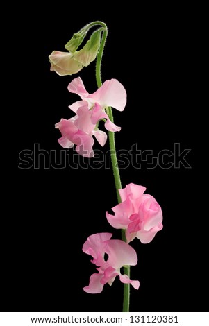 Pink sweet pea isolated on black background