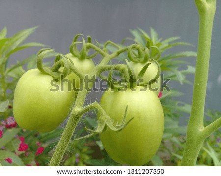 young tomato vegetables that are still green on the tree