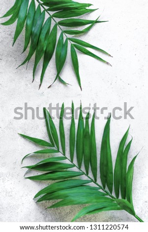 Summer tropical palm leaves flat lay on white background, blank design, minimal concept.