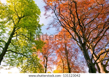 Branches and trunks of trees in spring. Spring landscape.