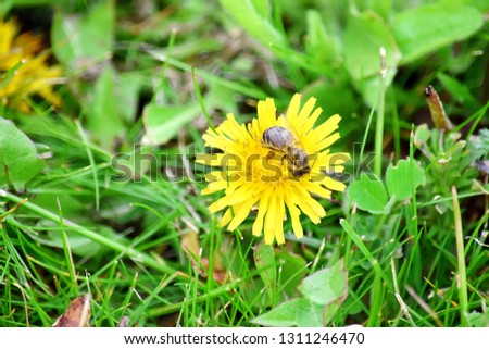 Bee on Dandelion Collecting Pollen Stock Photo