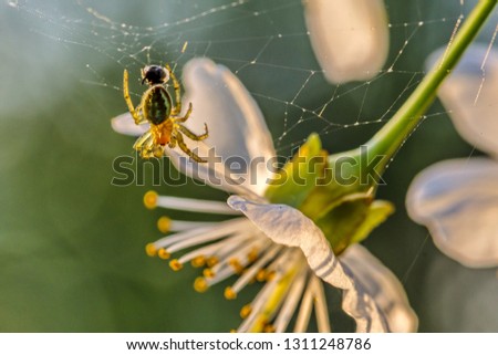 A spider on a flower 
