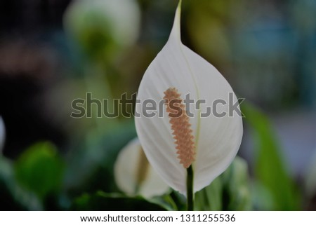 A White Flamingo or Boy Flower.
