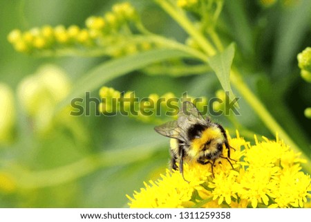 Bumblebee on bright yellow small flowers 