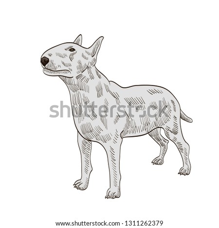 pedigree dog bull terrier white